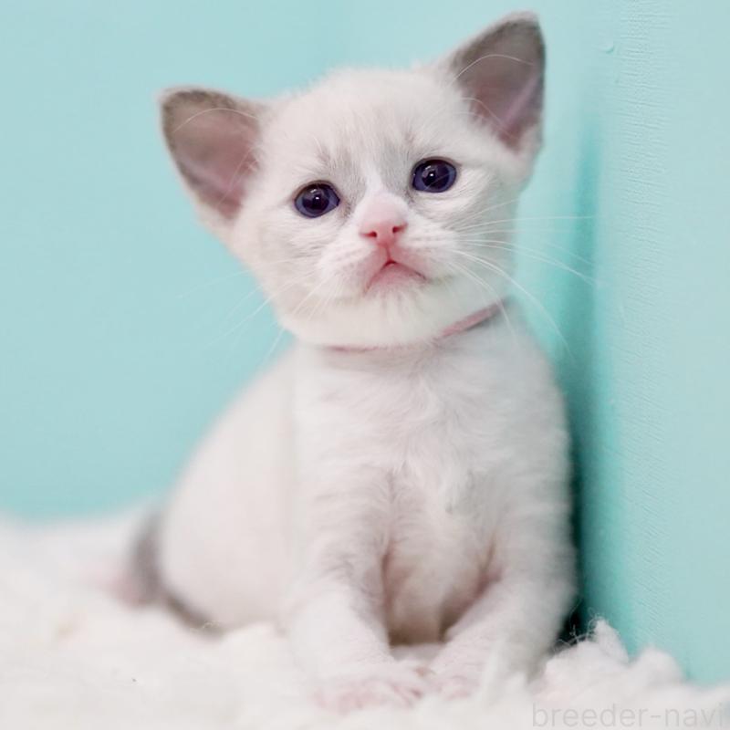 販売中の東京都のラグドール-135216の13枚目