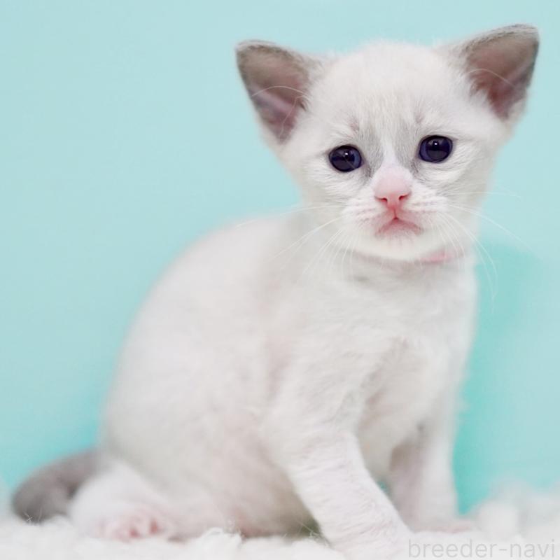 販売中の東京都のラグドール-135216の8枚目