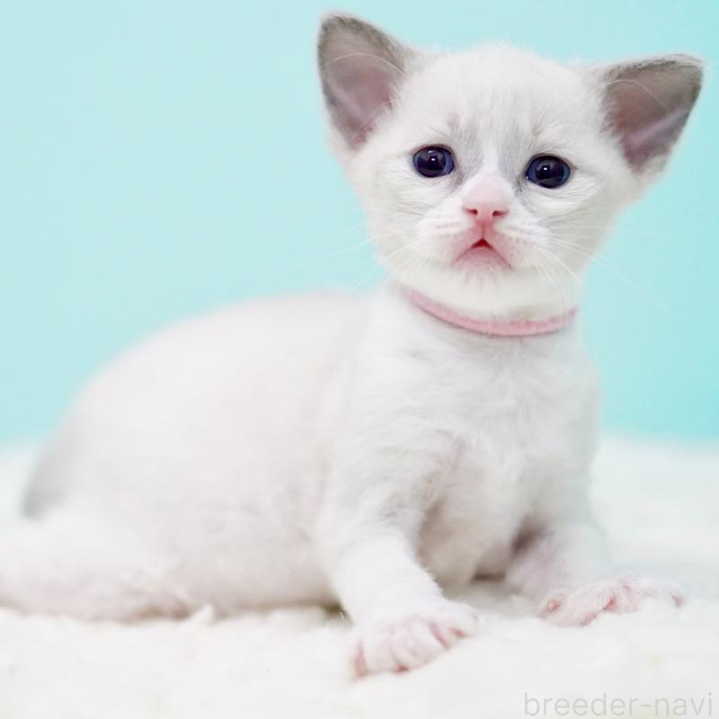 販売中の東京都のラグドール-135216の6枚目