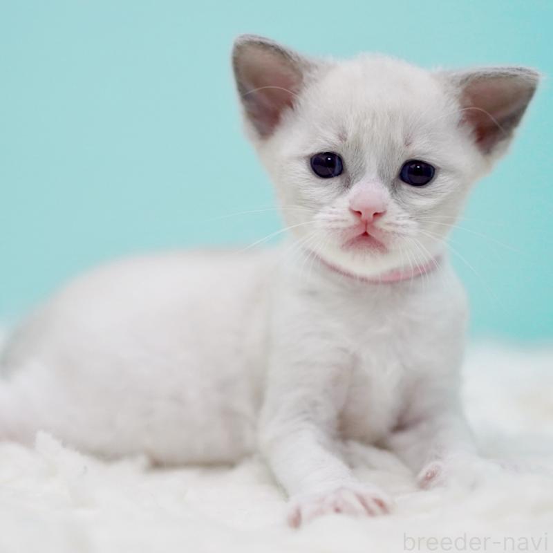 販売中の東京都のラグドール-135216の5枚目