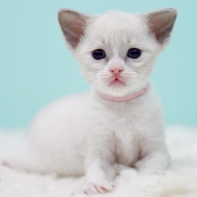 販売中の東京都のラグドール-135216の4枚目