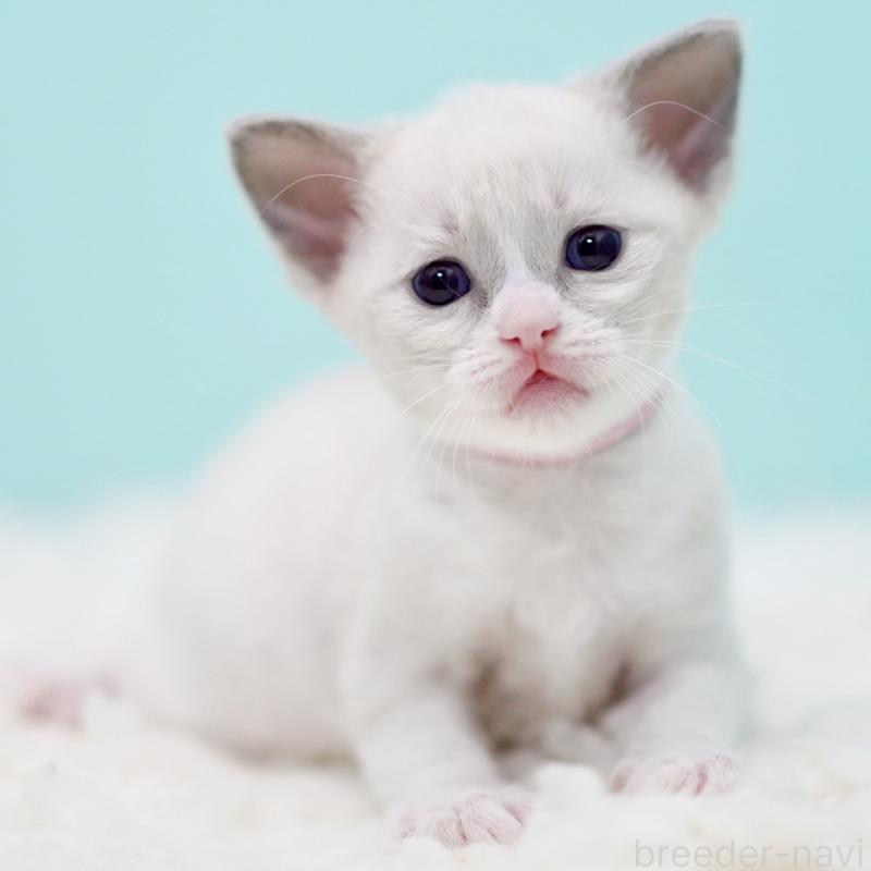 販売中の東京都のラグドール-135216の3枚目