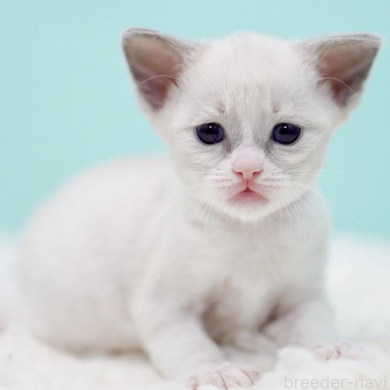 販売中の東京都のラグドール-135216の2枚目