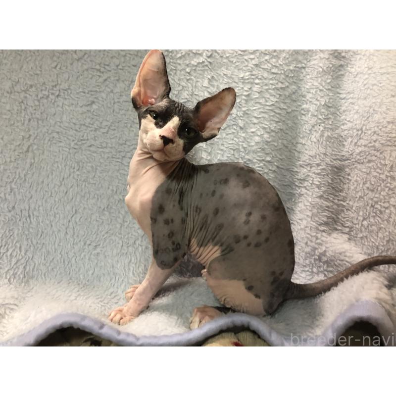 商談中の岐阜県のスフィンクス-131012の6枚目