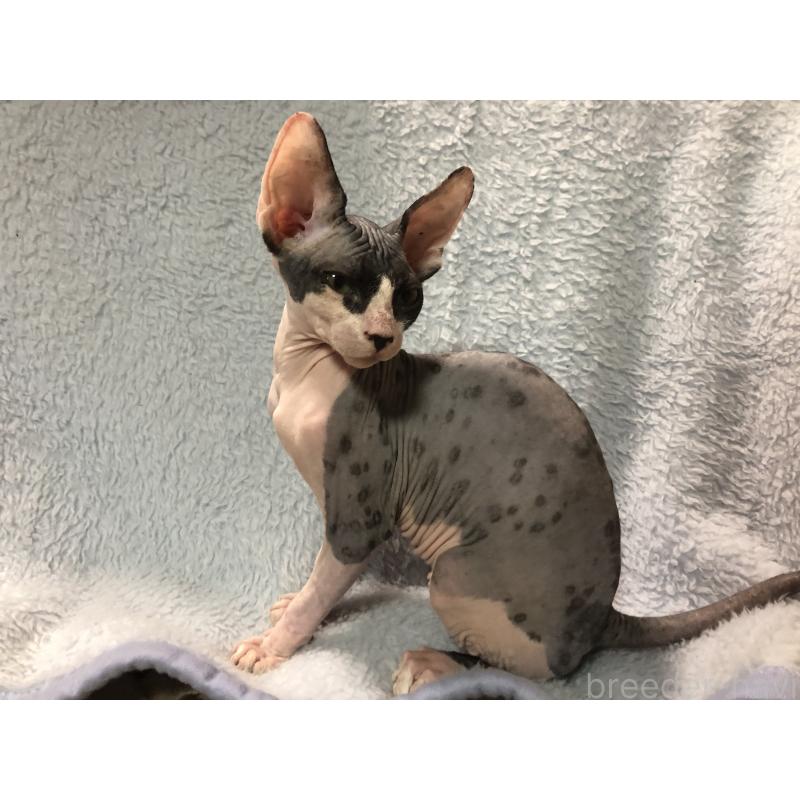 商談中の岐阜県のスフィンクス-131012の4枚目