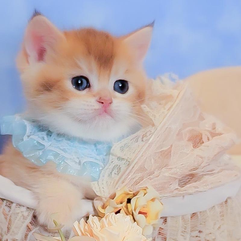 販売中の群馬県のブリティッシュショートヘア-135217