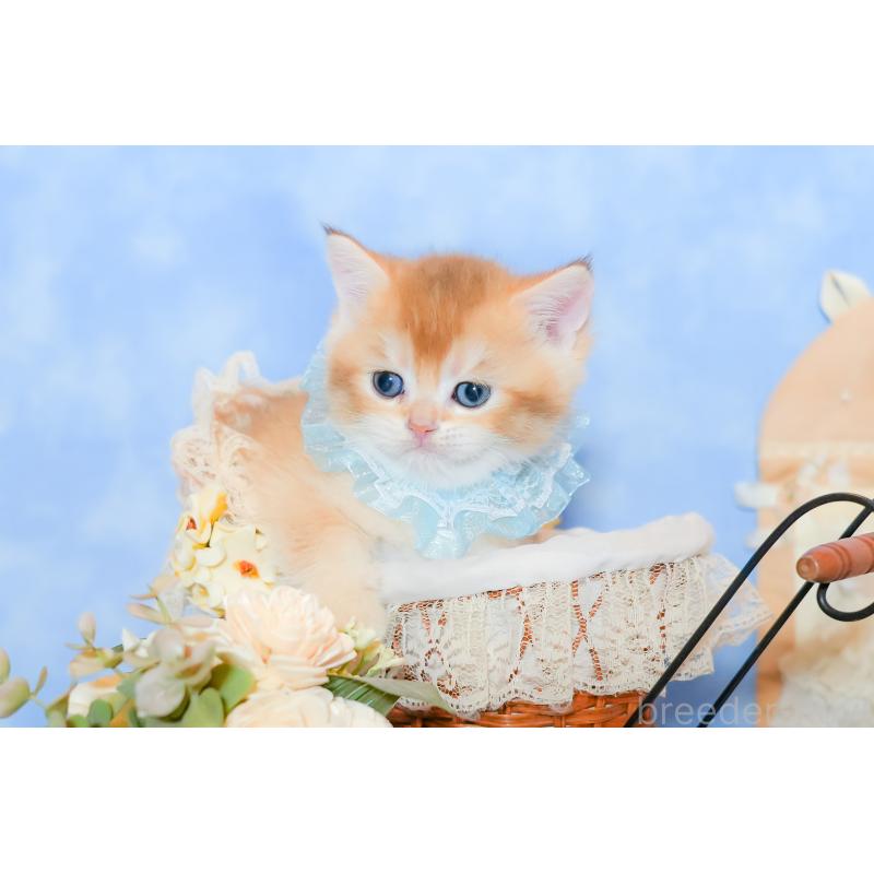 販売中の群馬県のブリティッシュショートヘア-135217の5枚目