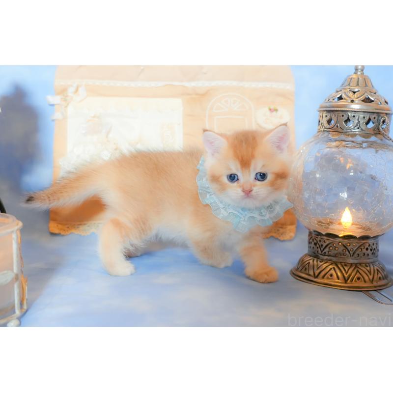 販売中の群馬県のブリティッシュショートヘア-135217の4枚目