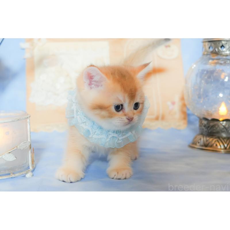 販売中の群馬県のブリティッシュショートヘア-135217の2枚目