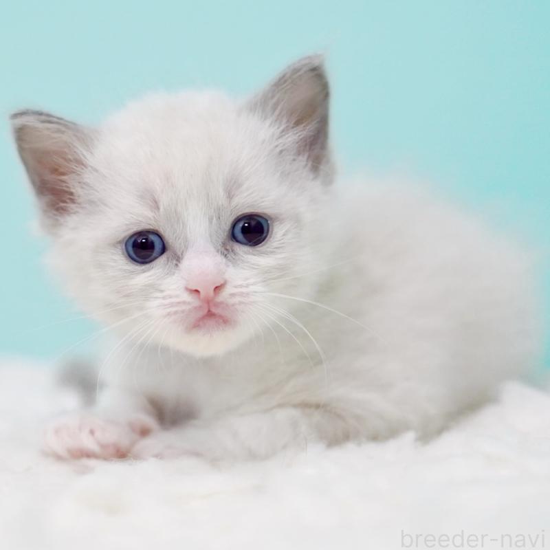 販売中の東京都のラグドール-135218