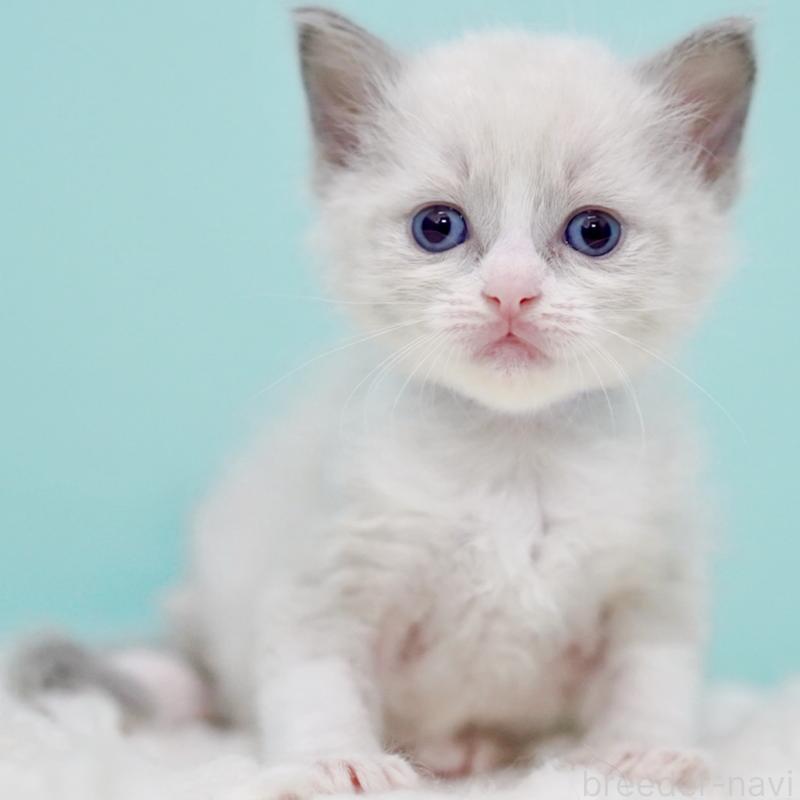 販売中の東京都のラグドール-135218の15枚目