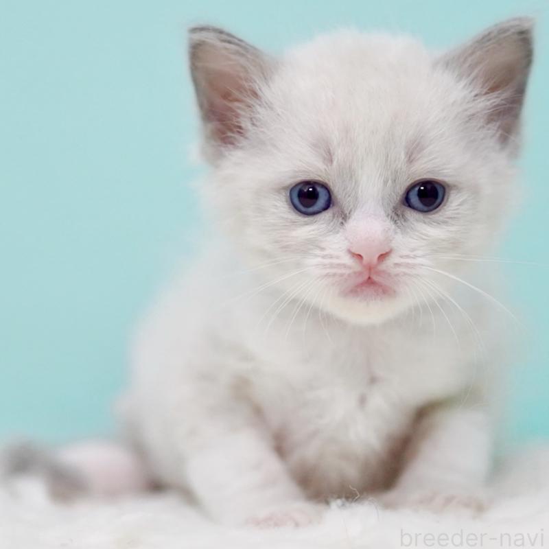 販売中の東京都のラグドール-135218の14枚目