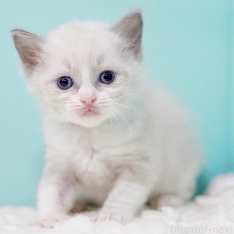 販売中の東京都のラグドール-135218の13枚目