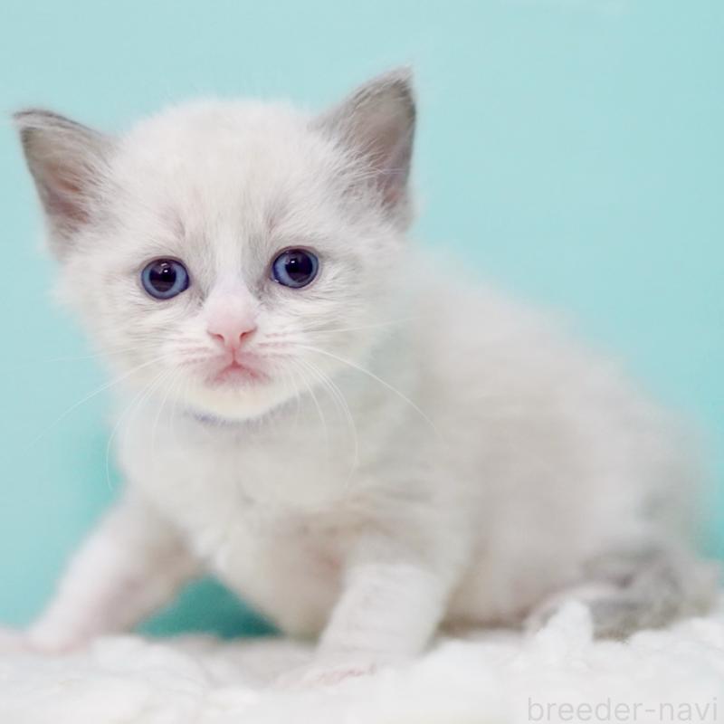 販売中の東京都のラグドール-135218の12枚目