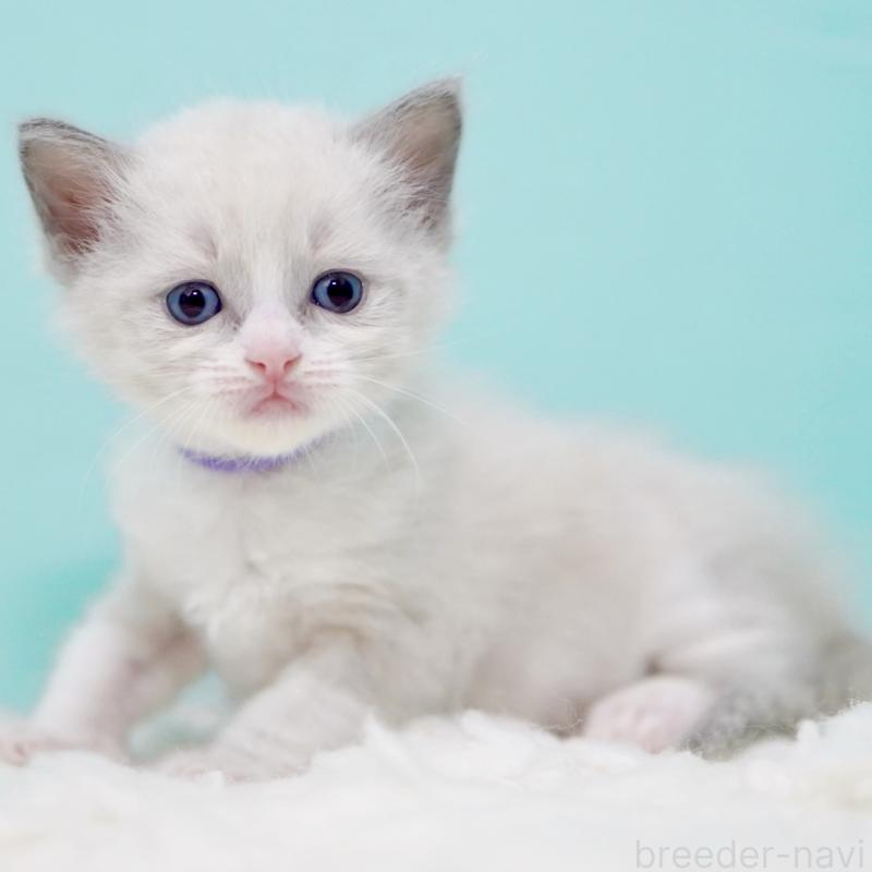 販売中の東京都のラグドール-135218の11枚目