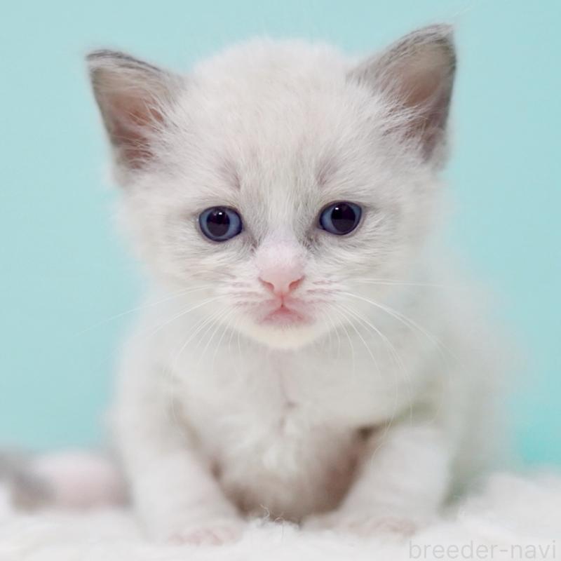 販売中の東京都のラグドール-135218の10枚目