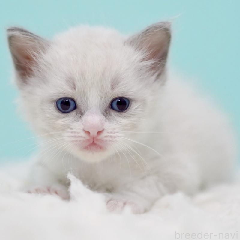 販売中の東京都のラグドール-135218の9枚目