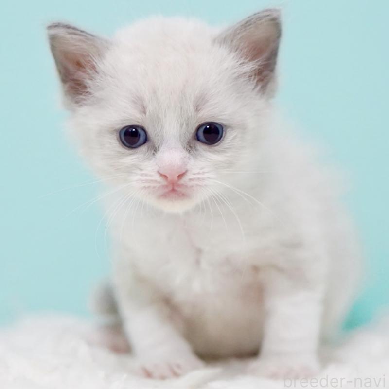 販売中の東京都のラグドール-135218の8枚目