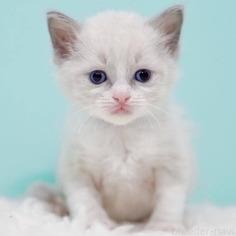 販売中の東京都のラグドール-135218の7枚目