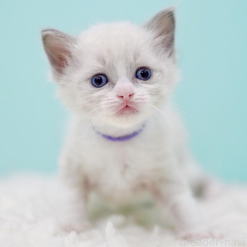 販売中の東京都のラグドール-135218の6枚目