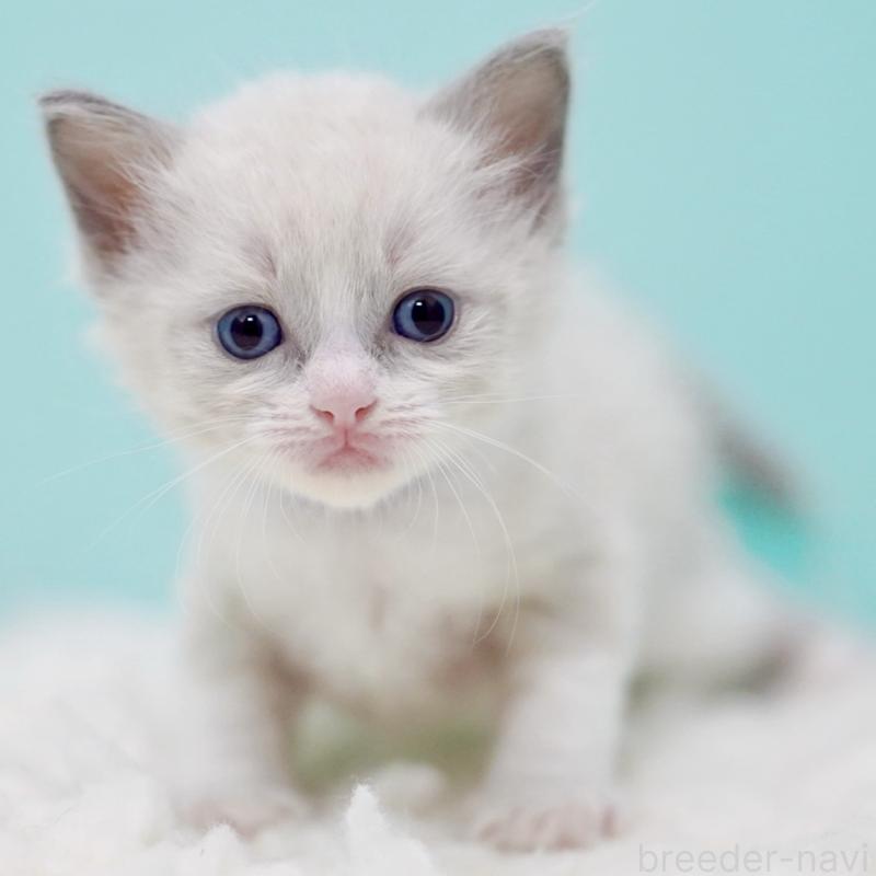 販売中の東京都のラグドール-135218の5枚目