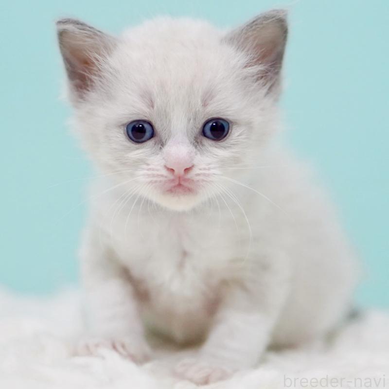 販売中の東京都のラグドール-135218の4枚目