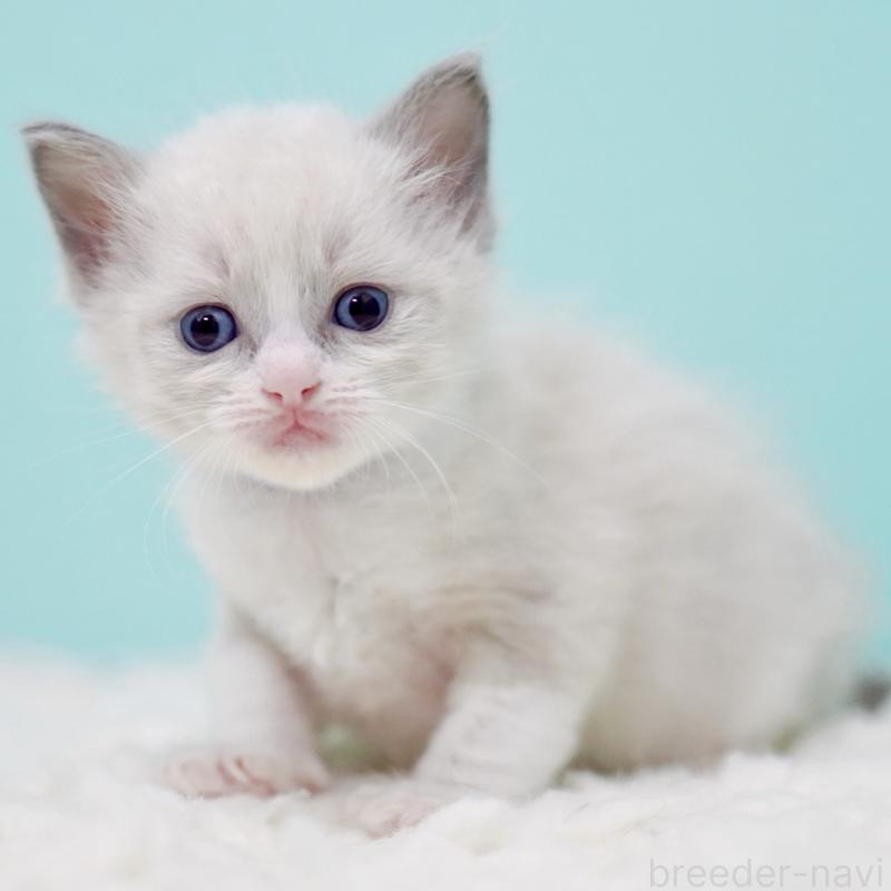 販売中の東京都のラグドール-135218の3枚目