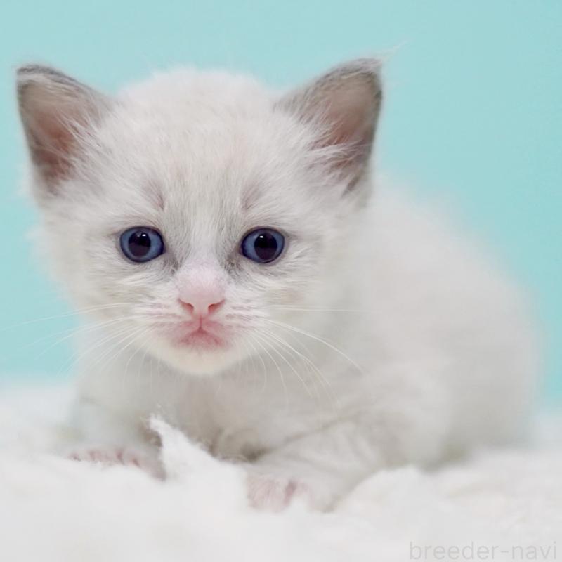 販売中の東京都のラグドール-135218の2枚目