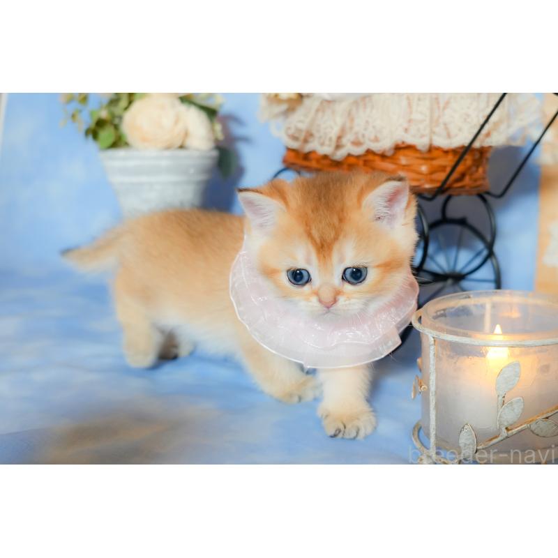 販売中の群馬県のブリティッシュショートヘア-135219の5枚目