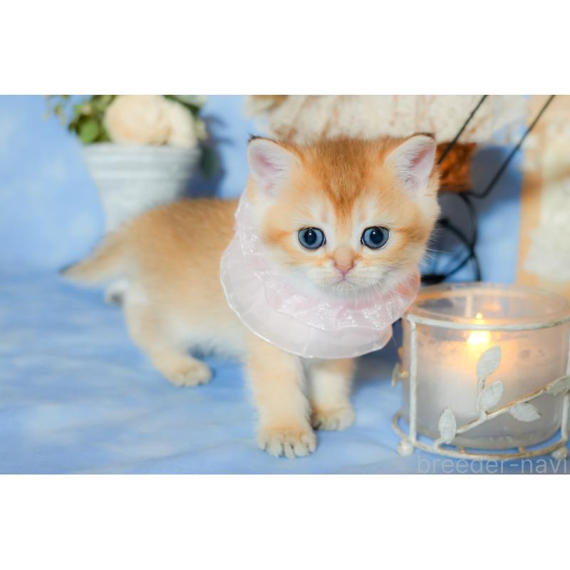 販売中の群馬県のブリティッシュショートヘア-135219の4枚目