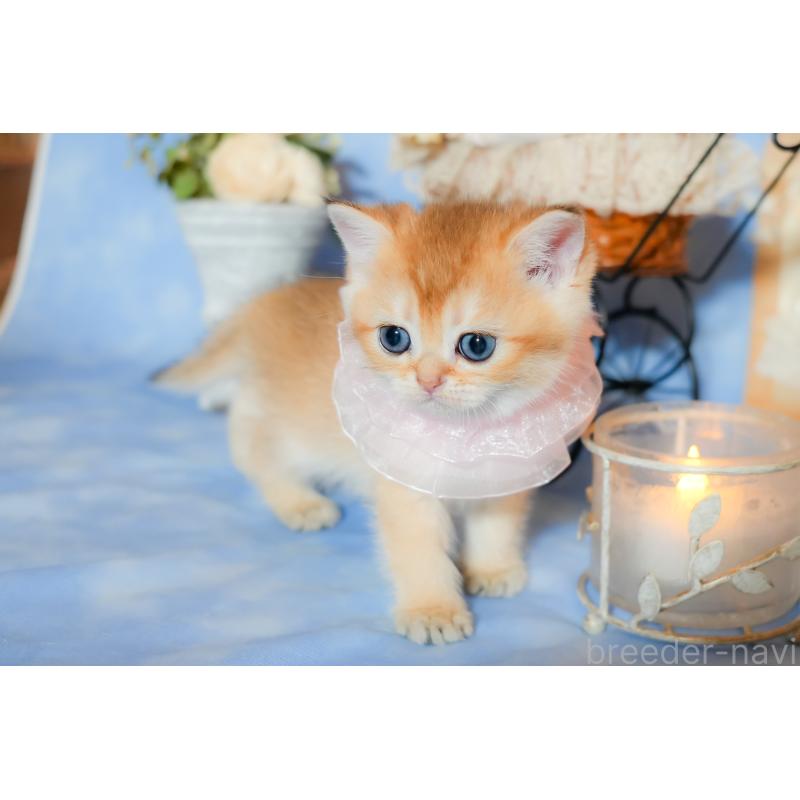 販売中の群馬県のブリティッシュショートヘア-135219の3枚目