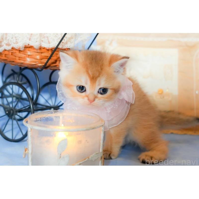 販売中の群馬県のブリティッシュショートヘア-135219の2枚目