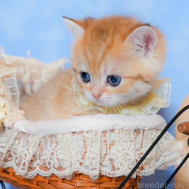 販売中の群馬県のブリティッシュショートヘア-135220の10枚目