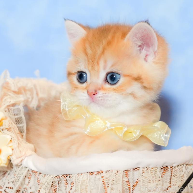 販売中の群馬県のブリティッシュショートヘア-135220の8枚目