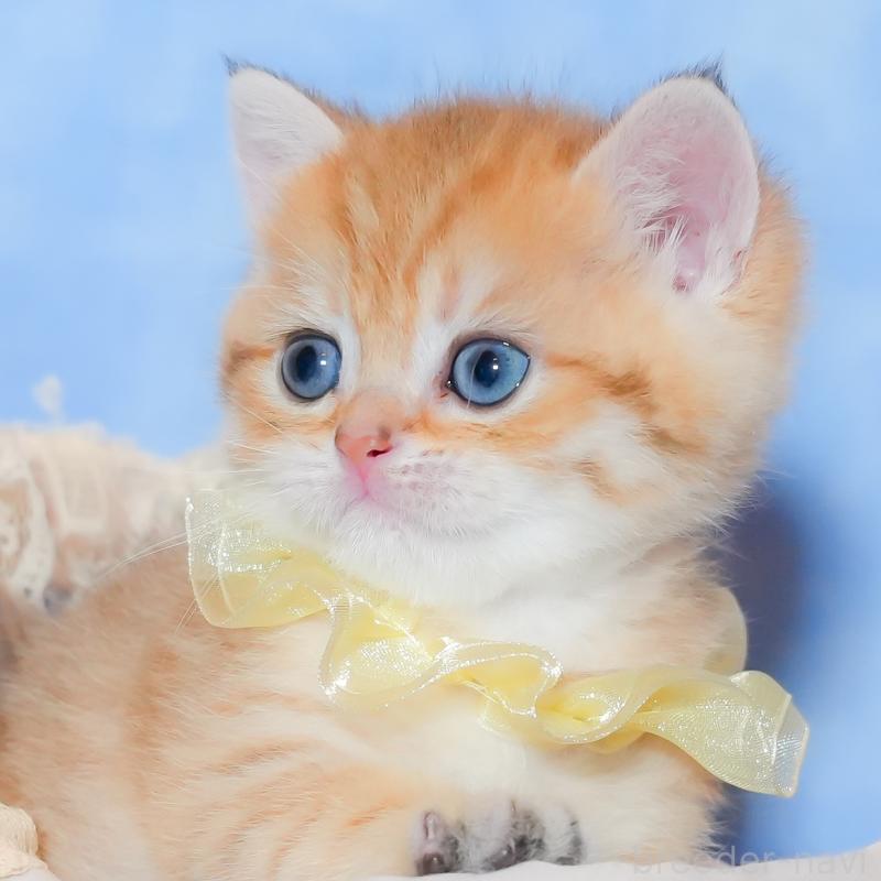 販売中の群馬県のブリティッシュショートヘア-135220の1枚目