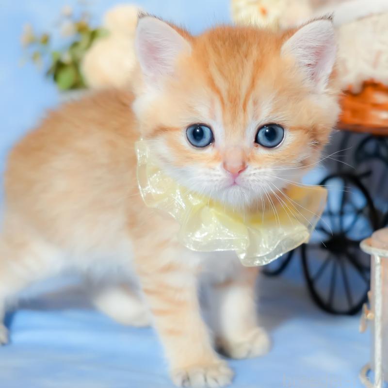 販売中の群馬県のブリティッシュショートヘア-135220の6枚目