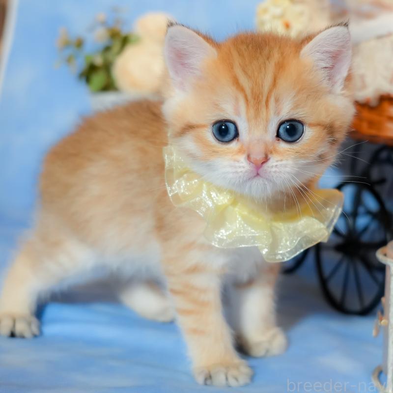 販売中の群馬県のブリティッシュショートヘア-135220の5枚目