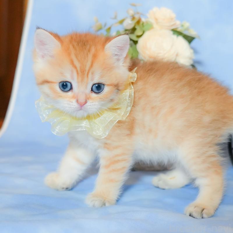 販売中の群馬県のブリティッシュショートヘア-135220の3枚目