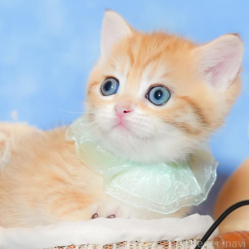 販売中の群馬県のブリティッシュショートヘア-135221の11枚目