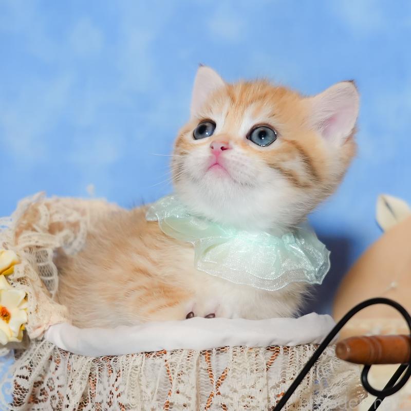 販売中の群馬県のブリティッシュショートヘア-135221の10枚目