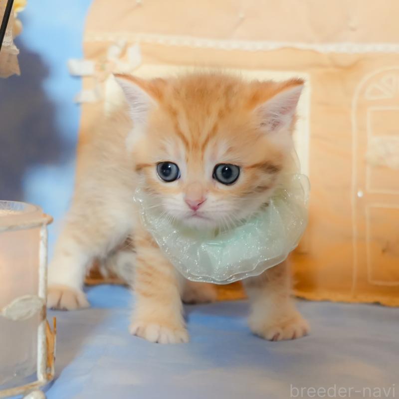 販売中の群馬県のブリティッシュショートヘア-135221の8枚目