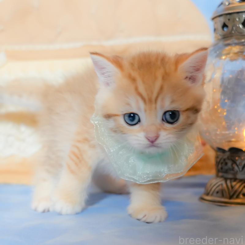 販売中の群馬県のブリティッシュショートヘア-135221の2枚目