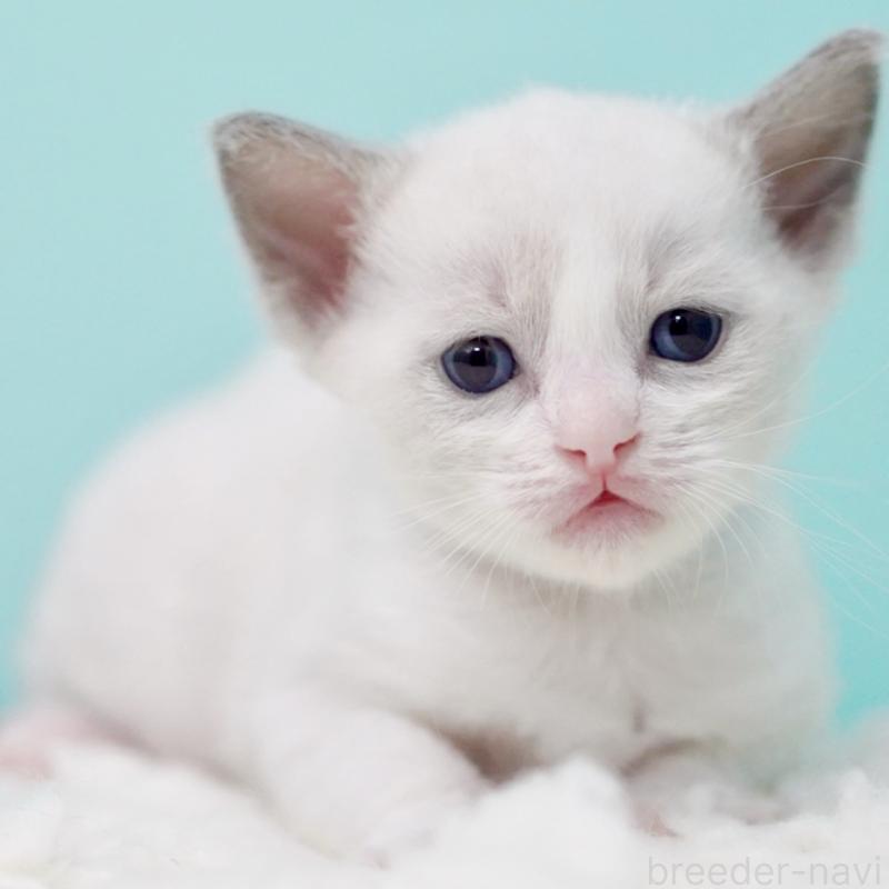 販売中の東京都のラグドール-135223の14枚目