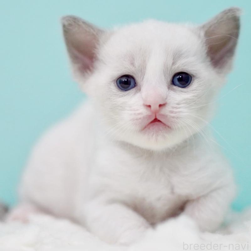 販売中の東京都のラグドール-135223の13枚目