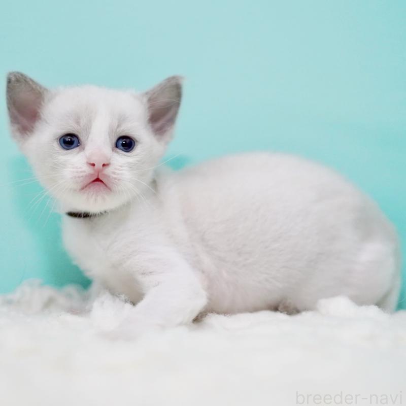 販売中の東京都のラグドール-135223の11枚目