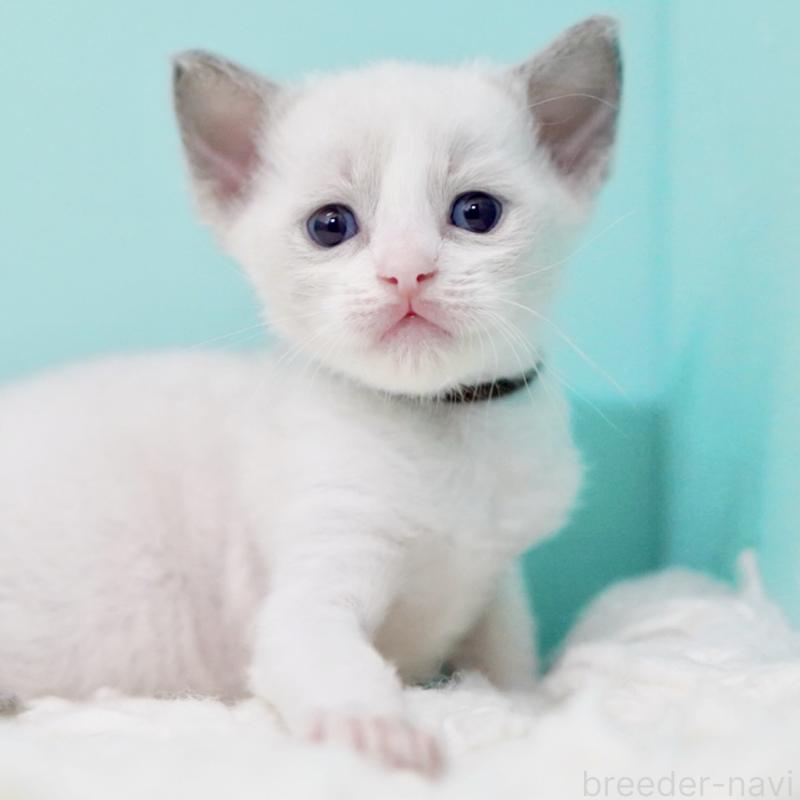 販売中の東京都のラグドール-135223の10枚目