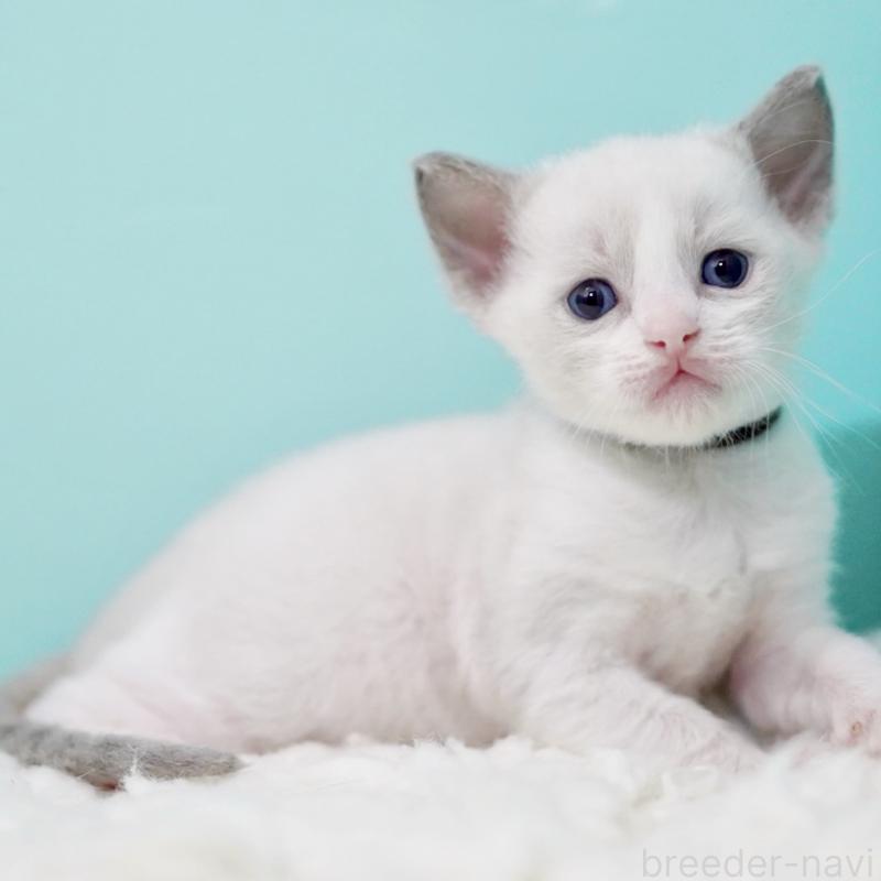 販売中の東京都のラグドール-135223の8枚目