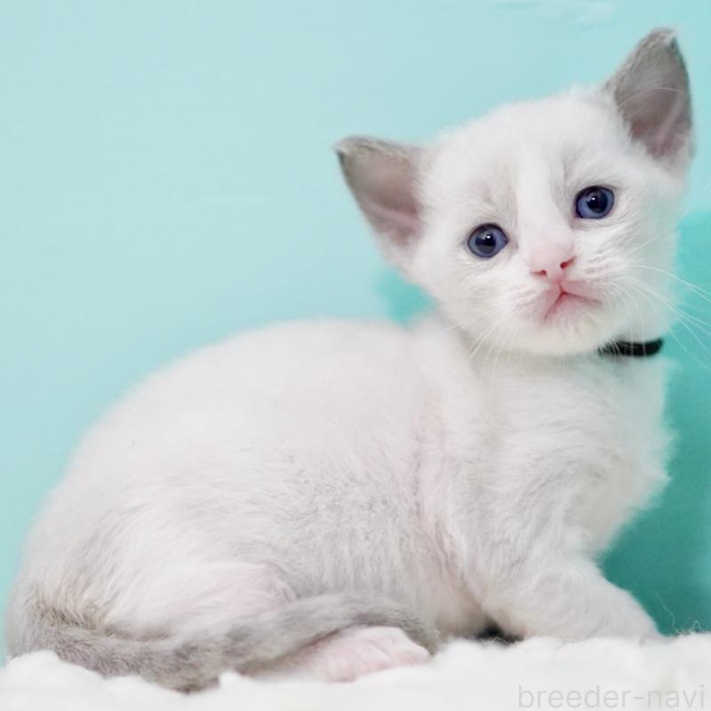 販売中の東京都のラグドール-135223の7枚目