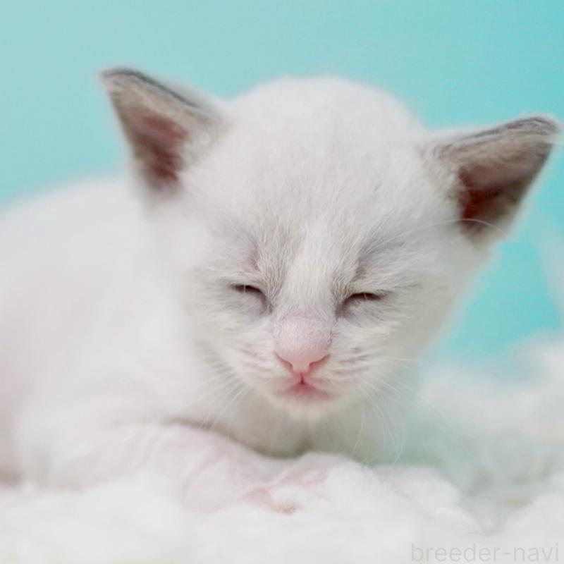 販売中の東京都のラグドール-135223の5枚目