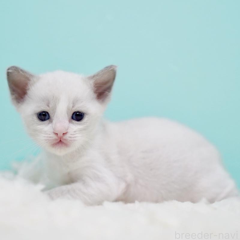 販売中の東京都のラグドール-135223の3枚目